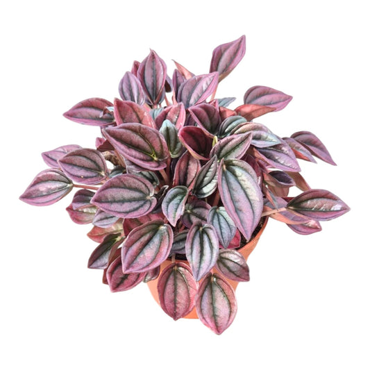 Peperomia caperata 'Cayenne' - 4"