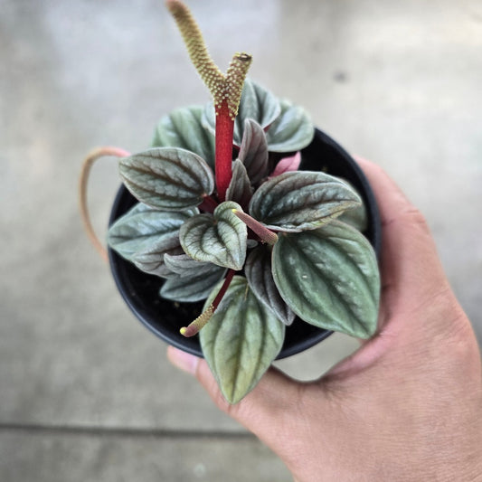 Peperomia 'Santorini' - 4"