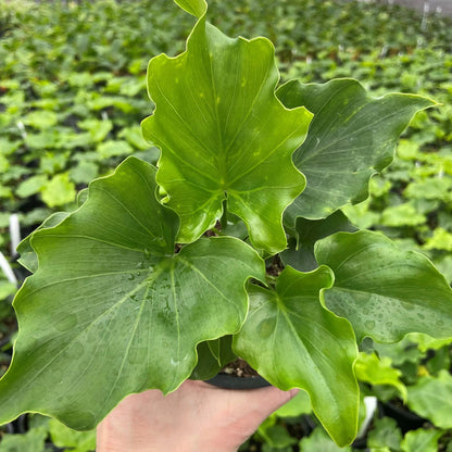 Philodendron 'Lickety Split' - 6"