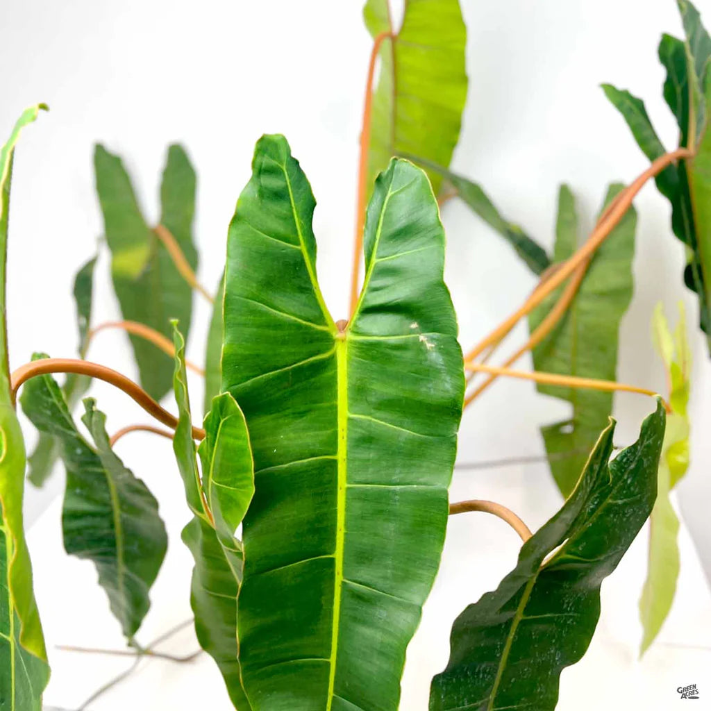 Philodendron billietiae - 10"