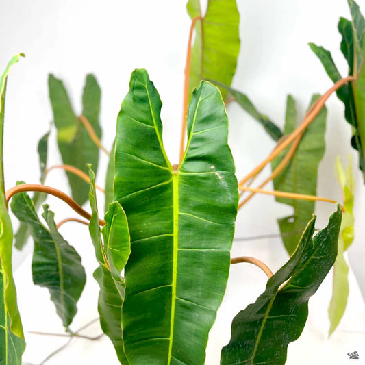 Philodendron billietiae - 10"