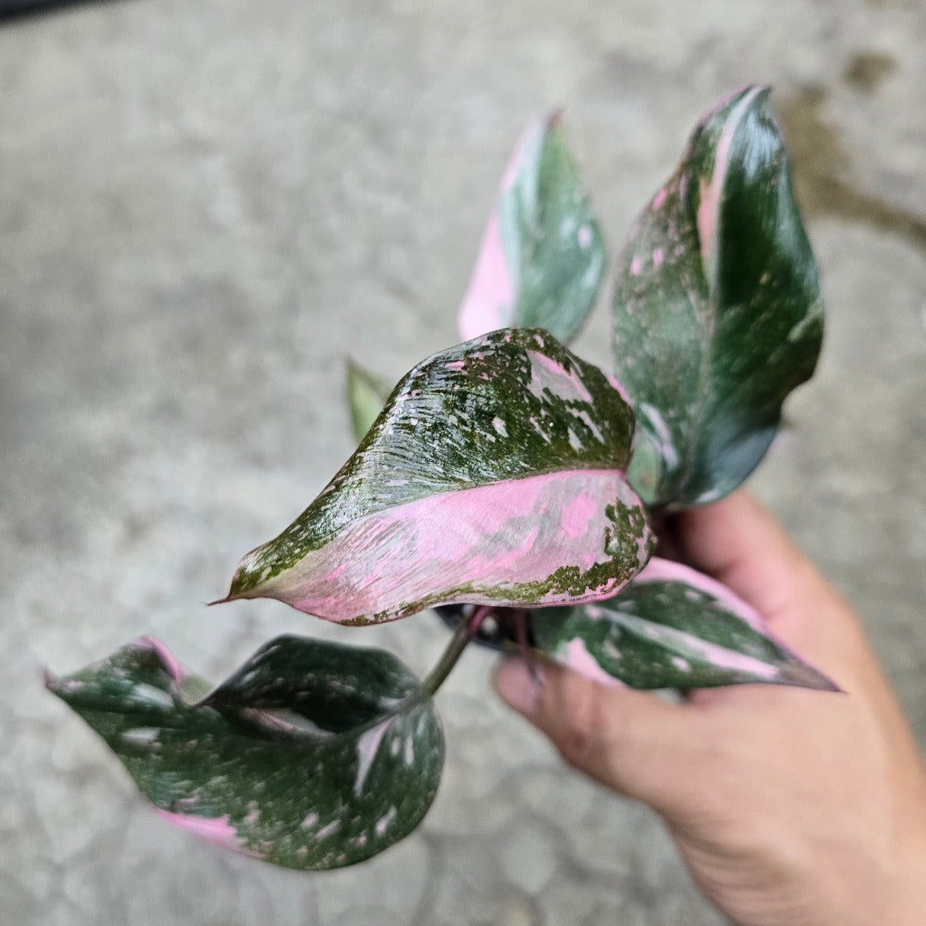 Philodendron 'Pink Princess Marble' - 2