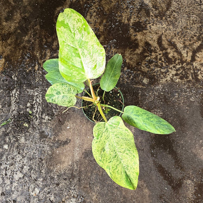 Philodendron 'Whipple Way Mint' - 6"