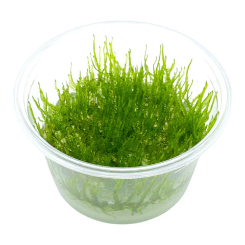 Taxiphyllum spiky