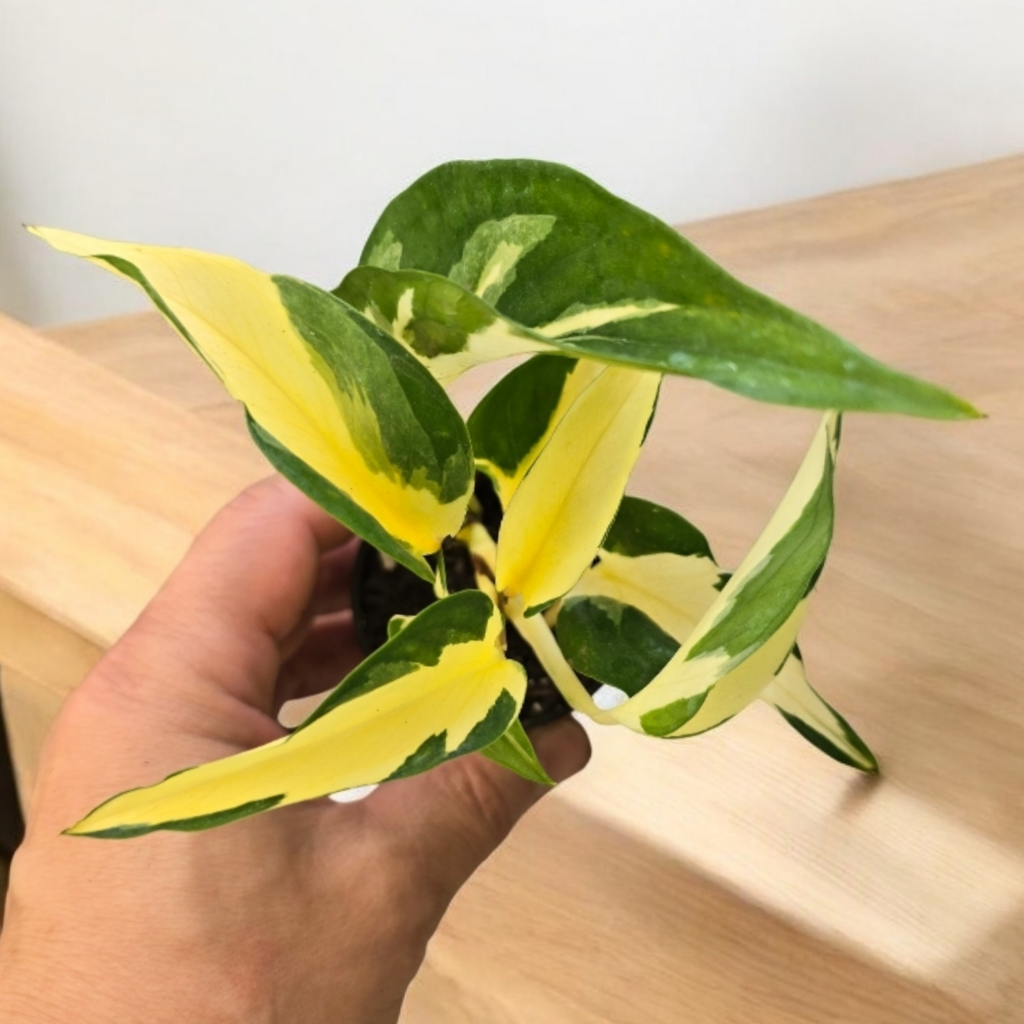 Epipremnum aureum 'Mutant  Manjula' - 2