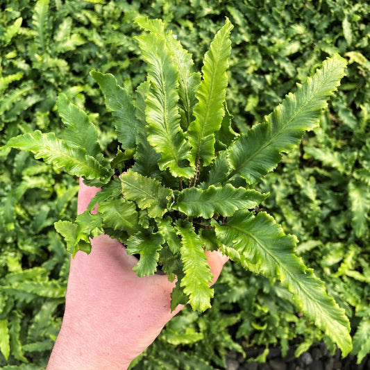Asplenium scolopendrium 'Angustifolia' - 3.5"
