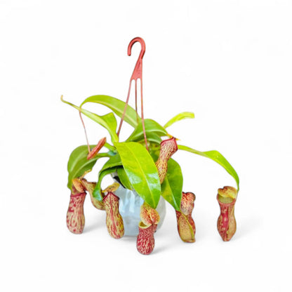 Nepenthes 'Gaya' - 6"