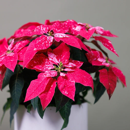 Poinsettia - Princettia Sparkling Rouge (4")