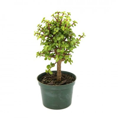 Portulacaria afra - standard 4"