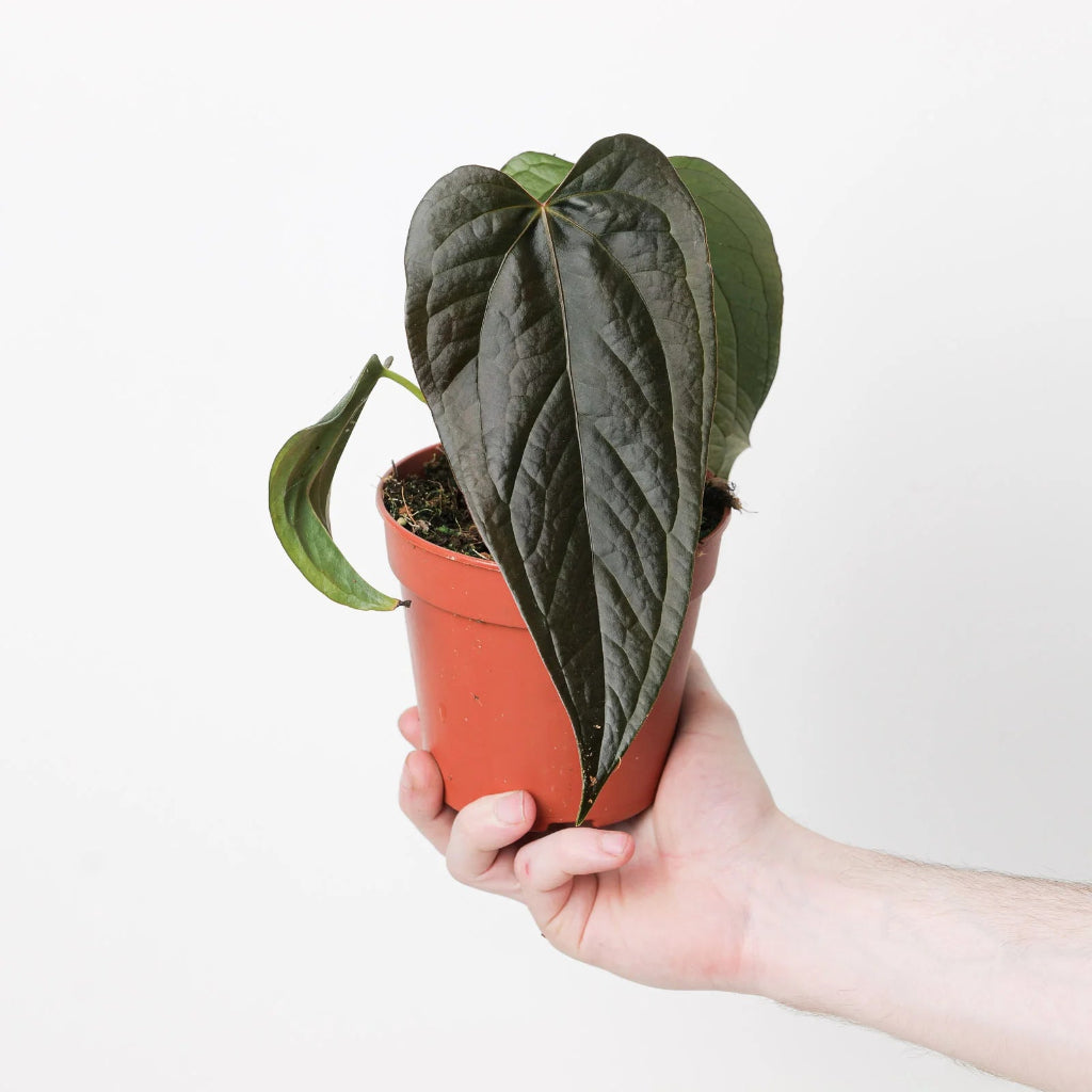 Anthurium 'Queen of Hearts' - 2"
