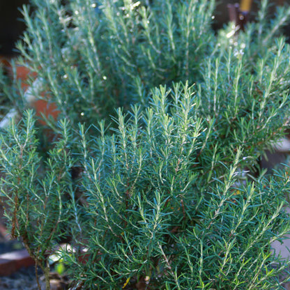 Rosemary 'Hill Hardy' - 3.5"