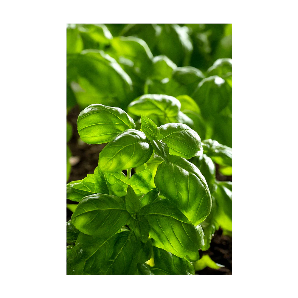 Seed - Basil Herb