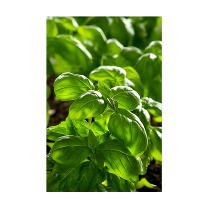 Seed - Basil Herb