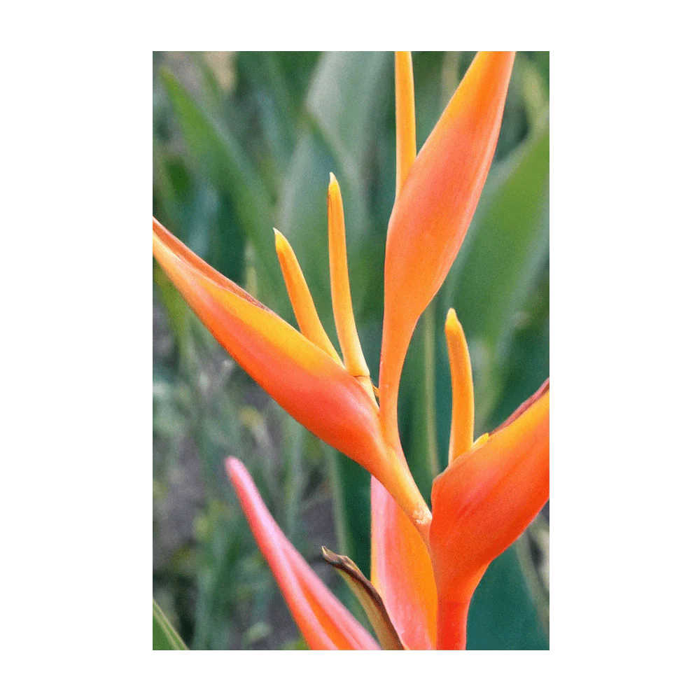 Seed - Bird of Paradise