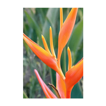 Seed - Bird of Paradise