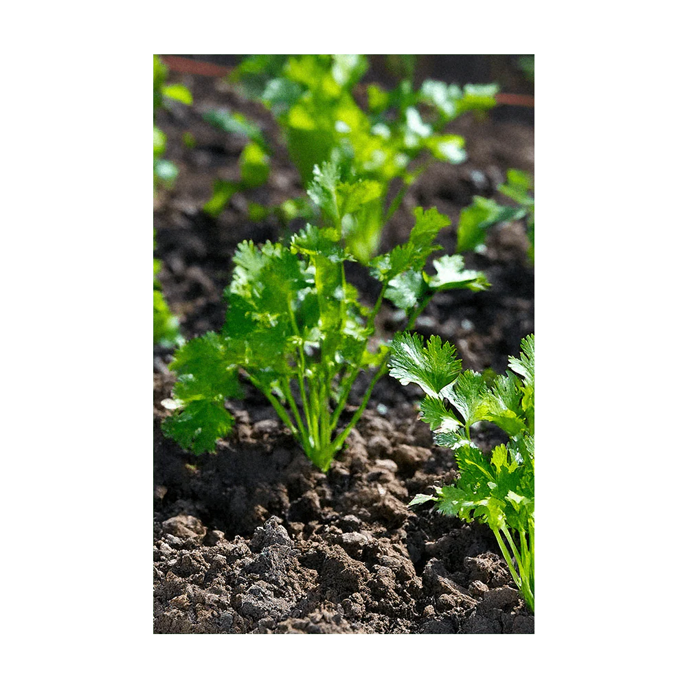 Seed - Cilantro