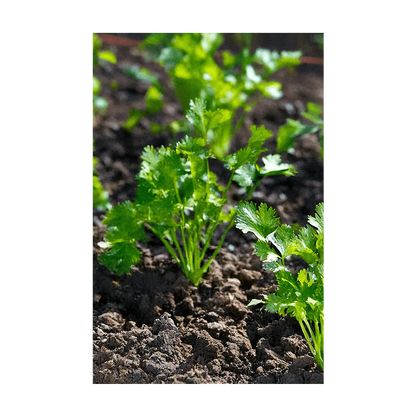 Seed - Cilantro