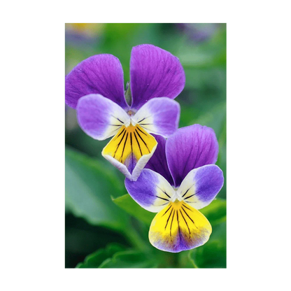 Seed - Pansy
