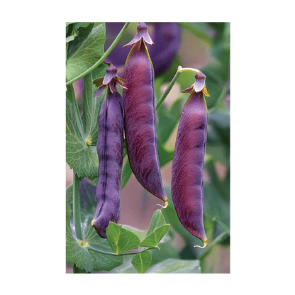 Seed - Purple Peas