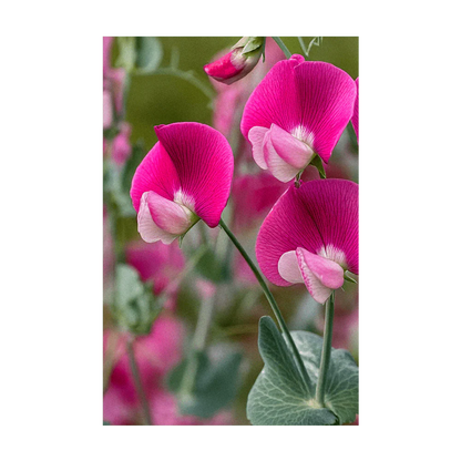 Seed - Sweet Peas