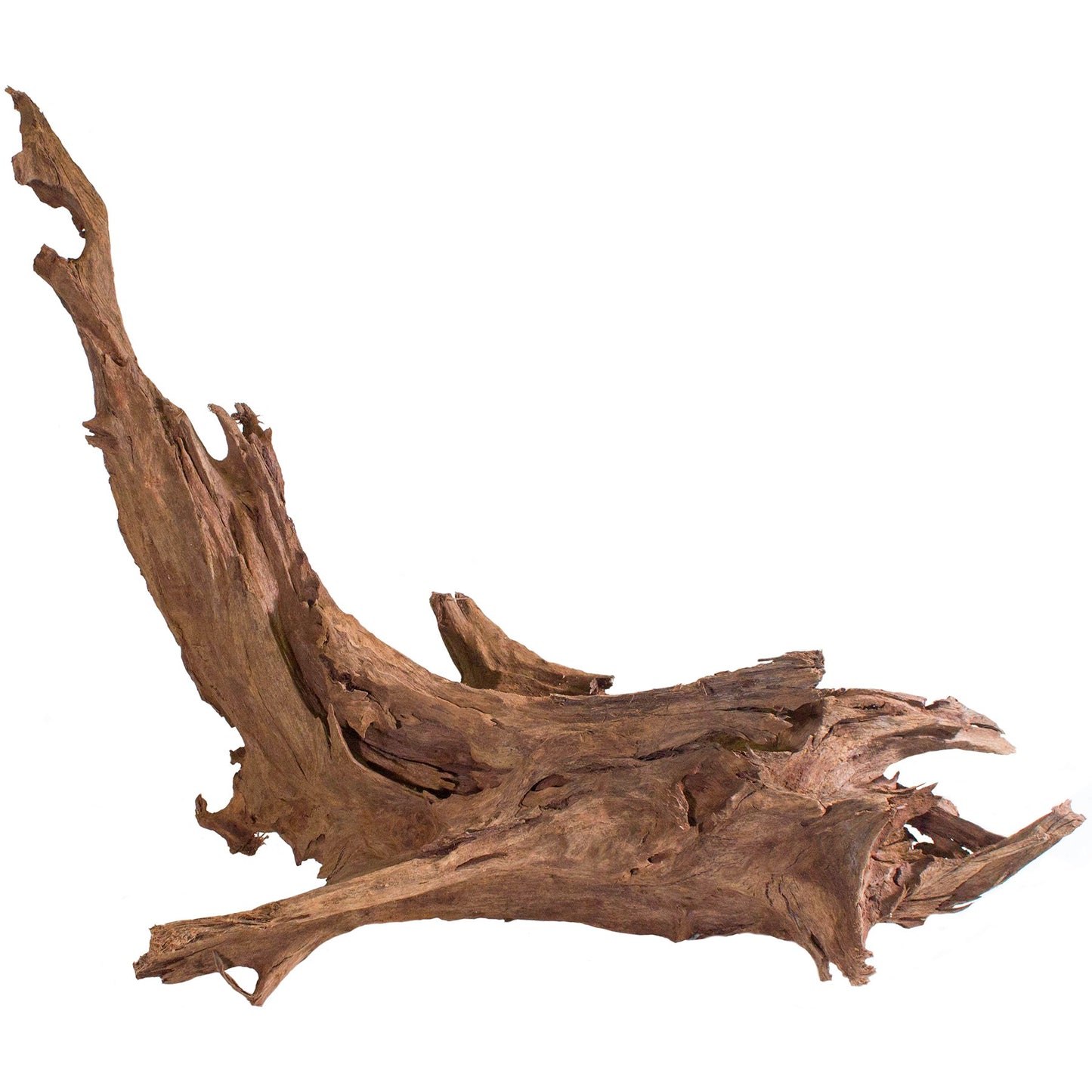 Malaysian Driftwood - 12"