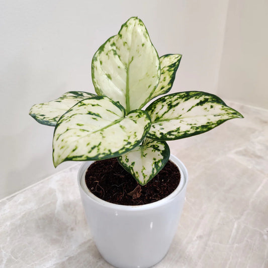 Aglaonema 'Super White' - 4"