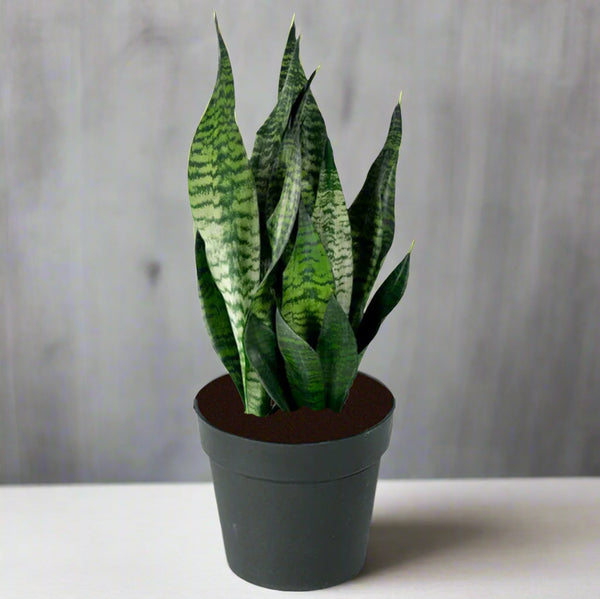 サンスベリア ロブスタ 斑入 Sansevieria Robusta Ver Sansevieria-Robusta_grande.jpg