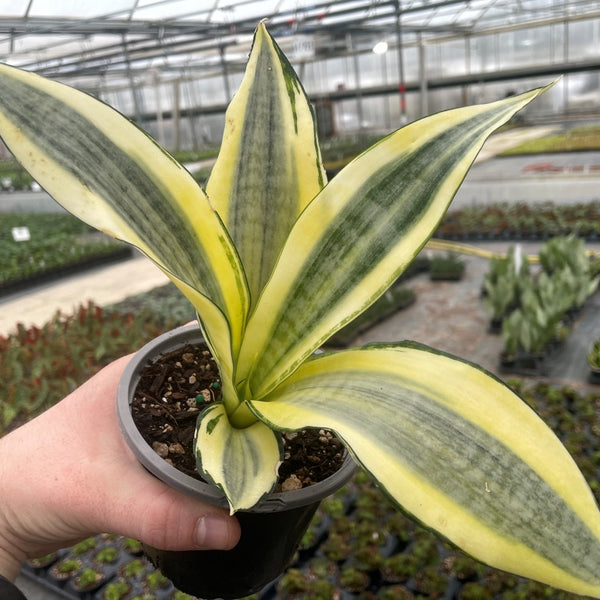 sansevieria trifasciata variegated Sansevieria trifasciata 'Gold Dust'