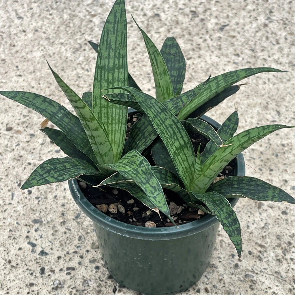 Sansevieria 'Silver Steel' - 4"