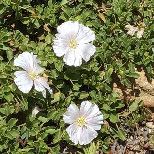 Monsonia vanderietiae - 4"