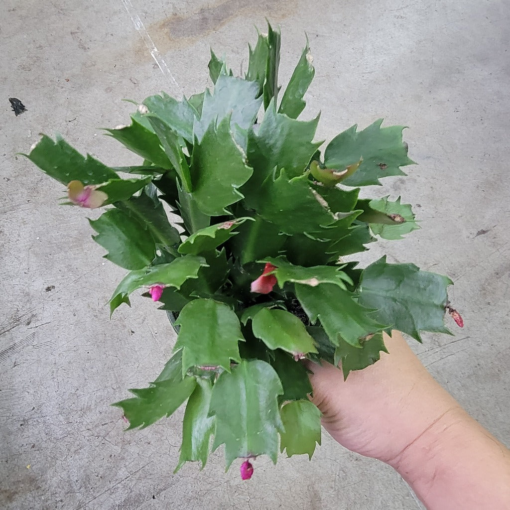 Schlumbergera truncata  - 4"