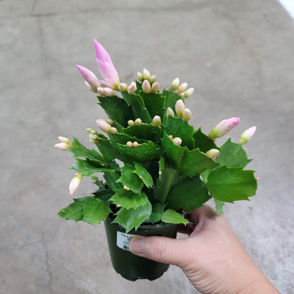 Schlumbergera truncata  - 4