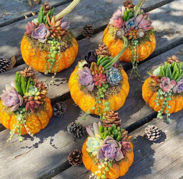 Pumpkin/Succulent Decorating Workshop - Nov 14th (Saturday)