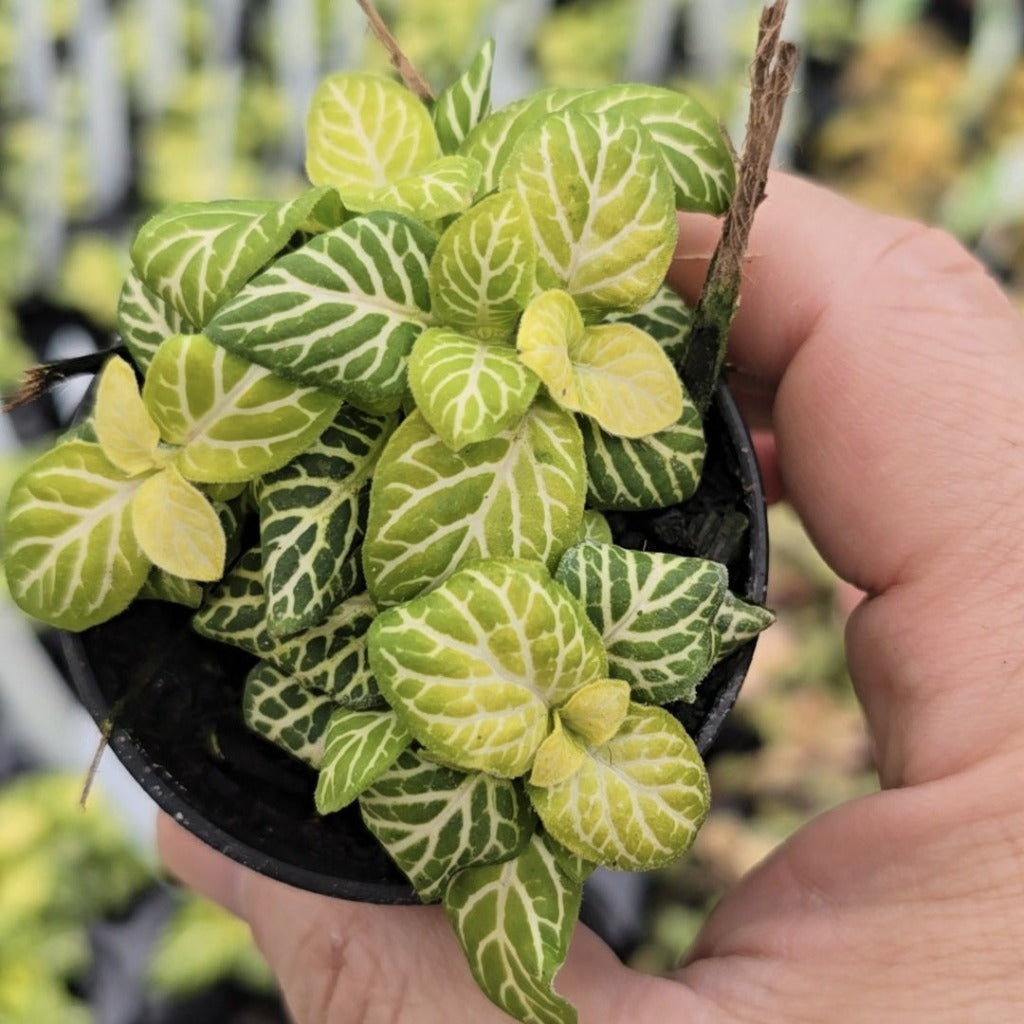 Fittonia 'Joly Lemon' - 2