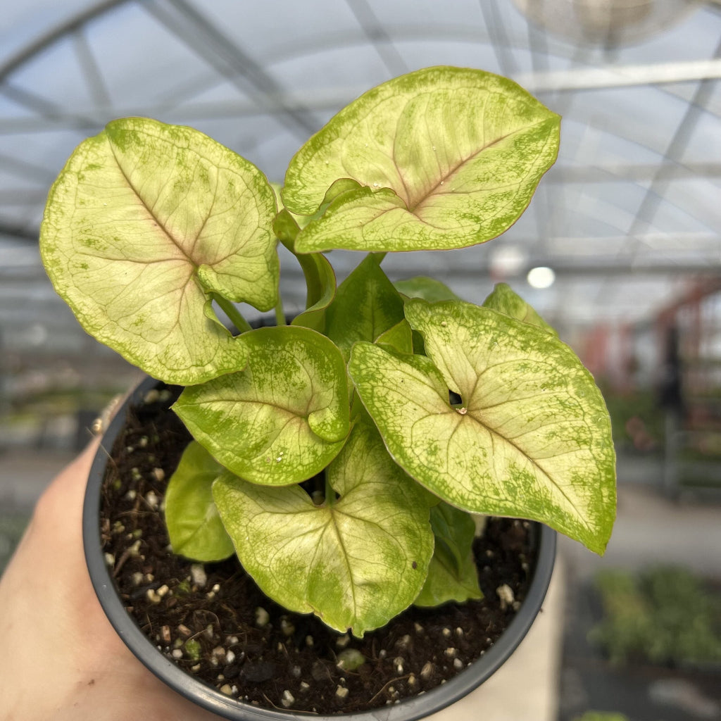 Syngonium Gold Allusion - 4"