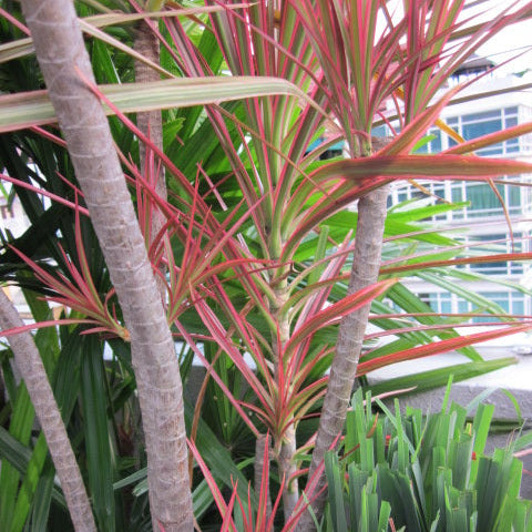 Dracaena marginata 'Tricolor' - 14" freeform