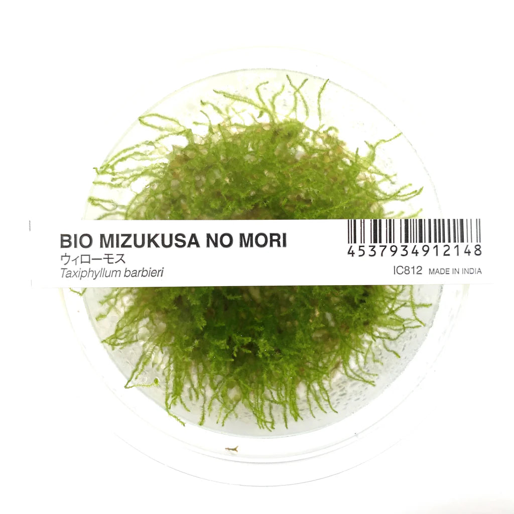 Taxiphyllum barbieri - ADA