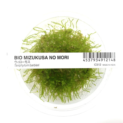 Taxiphyllum barbieri - ADA