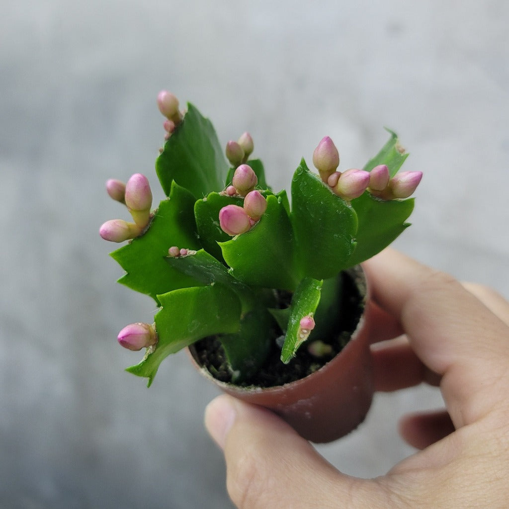 Schlumbergera truncata - 2