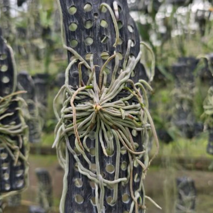 Chiloschista parishii 'Suan Phueng'
