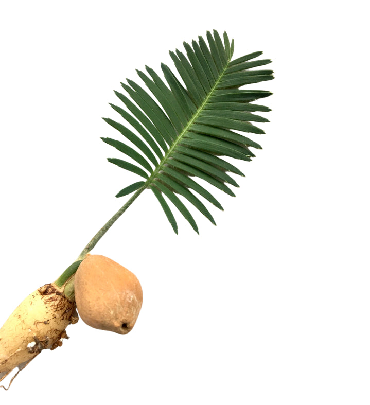 Dioon edule - 4"