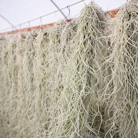 Usneoides Thick Form (Small  Bunch)