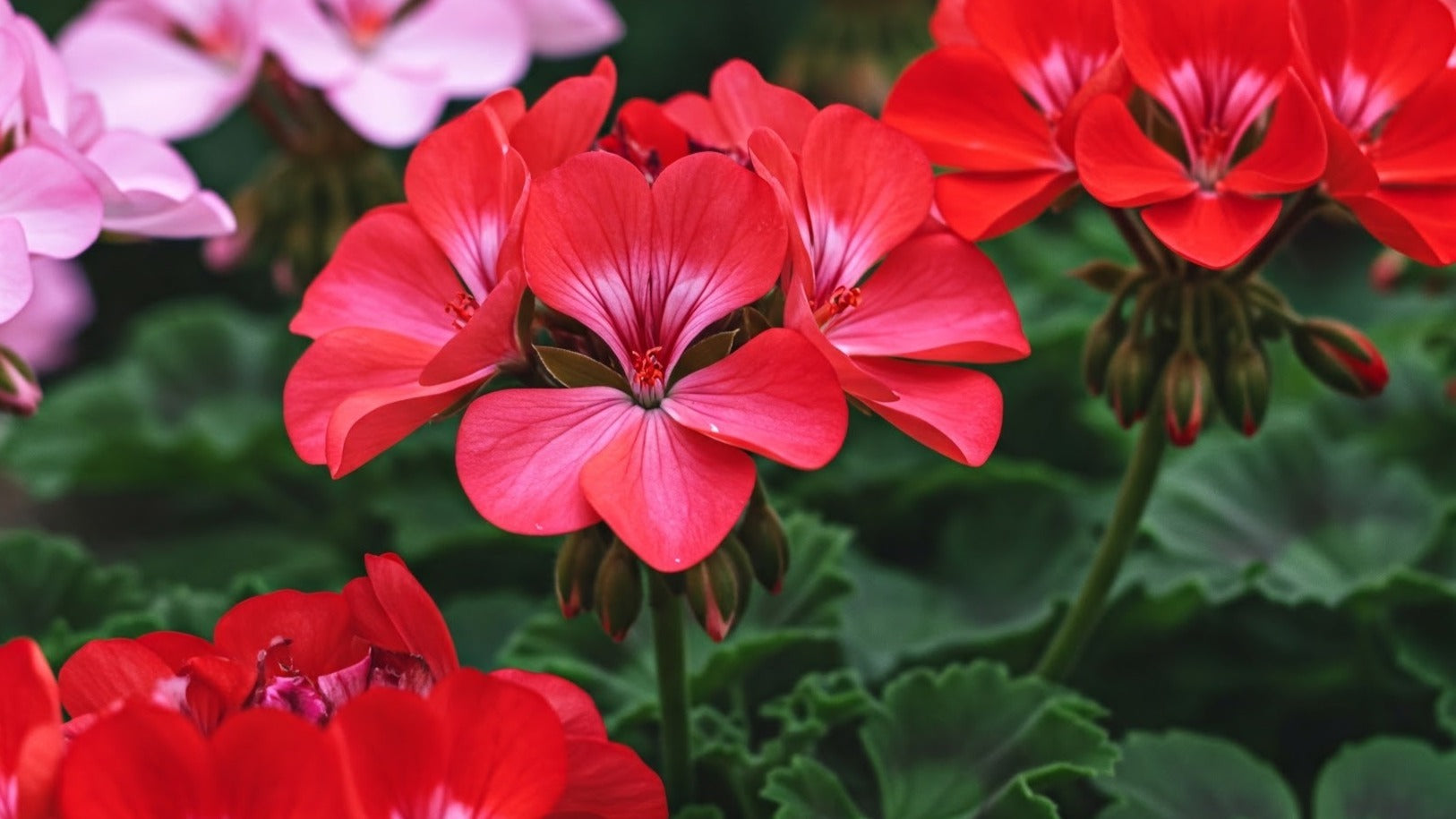 Seattle Plant Store | Peace Love and Happiness Club