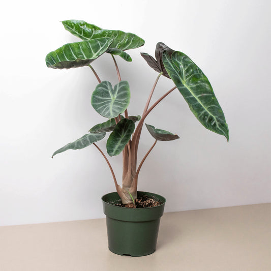 Alocasia baginda 'Pink Dragon' - 6"