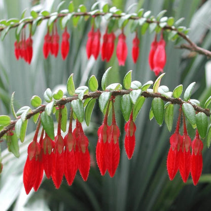 agapetes serpens - 3"