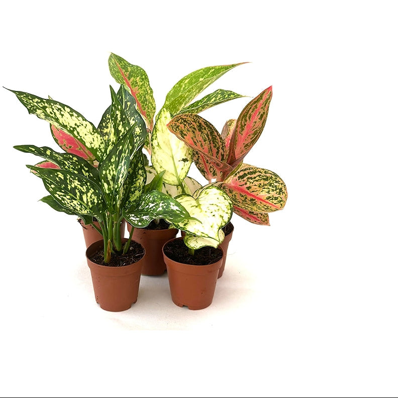 Aglaonema assorted - 2"