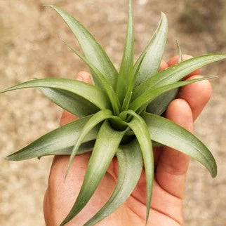 AIRPLANTS - Brachycaulos LG (4")