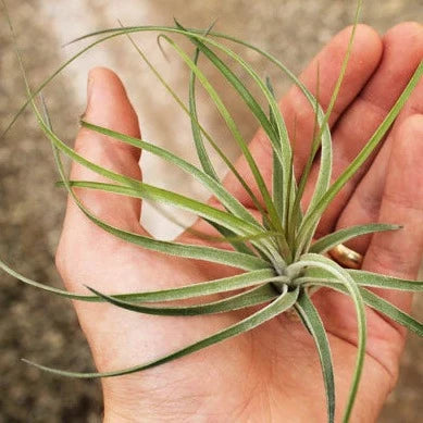 AIRPLANTS - Stricta Green Large