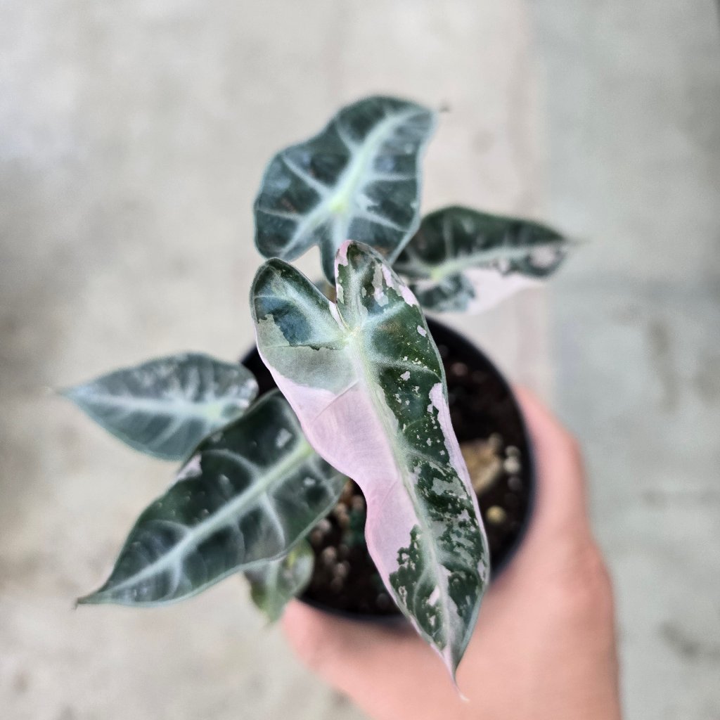 Alocasia amazonica 'Bambino Variegated - 4