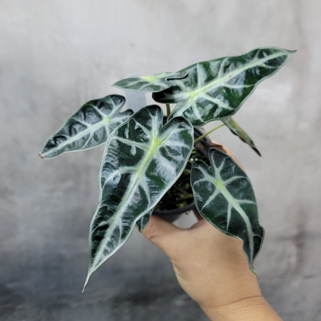 ALOCASIA - ALOCASIA BAMBINO - 4"